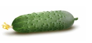 Технологія вирощування огірка в умовах захищеного грунту від інтернет  магазина Капля